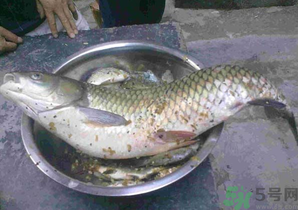 秋天夜釣草魚怎么釣？秋天夜釣草魚技巧