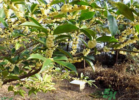 新鮮桂花怎么處理？新鮮桂花怎么保存？