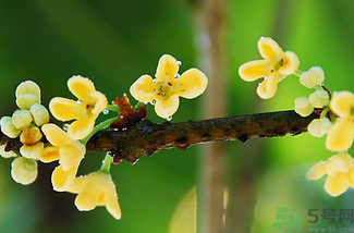 剛摘的桂花能吃嗎？剛摘的桂花可以吃嗎？