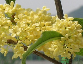 桂花不開花是什么原因？桂花不開花怎么辦？