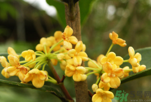 桂花不開花是什么原因？桂花不開花怎么辦？