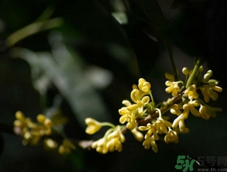 桂花酒的保質(zhì)期是多少？桂花酒過期了能喝嗎？