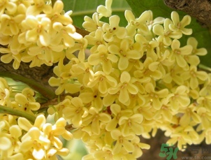 桂花可以直接泡水喝嗎？新鮮桂花可以直接泡水喝嗎？