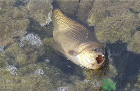 野生鯽魚和養殖鯽魚的區別 野生鯽魚和養殖鯽魚的營養價值