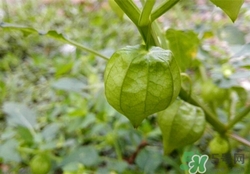 小孩能吃燈籠果嗎?小孩吃燈籠果好嗎