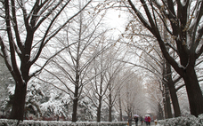 暴風雪會造成什么影響 暴風雪突襲如何應對