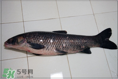 青魚是什么魚?青魚的營養價值及功效