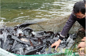 鴨嘴魚多少錢一斤？野生鴨嘴魚多少錢一斤？