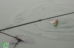 立春后能釣魚嗎？立春后好釣魚嗎？