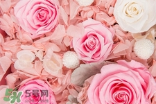 roseonly鮮花多少錢？roseonly永生花多少錢？