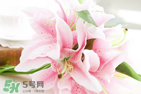 百合花怎么養(yǎng)水里？水養(yǎng)百合花怎么開久些？