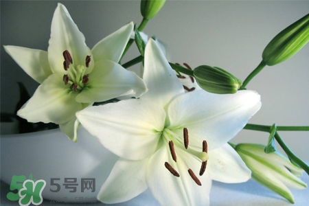 養(yǎng)百合花用什么水？養(yǎng)百合花水里放什么？