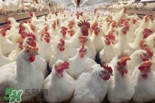 h7n9禽流感可以治愈嗎？禽流感能治好嗎？