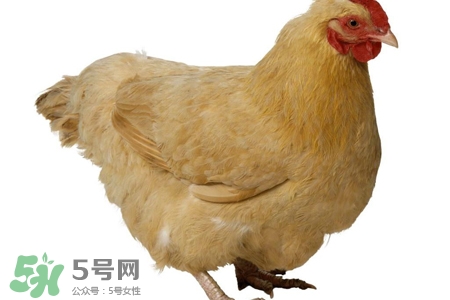 h7n9禽流感可以治愈嗎？禽流感能治好嗎？