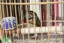 禽流感可以養鳥嗎？禽流感期間能養鳥嗎？