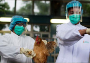 h7n9禽流感可以治愈嗎？禽流感能治好嗎？