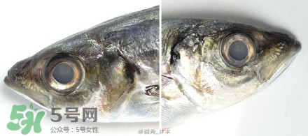 怎么自制死魚眼眼鏡？死魚眼眼鏡哪里買？