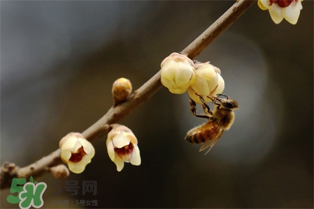 驚蟄吃什么蔬菜好？驚蟄節(jié)氣養(yǎng)生吃什么蔬菜？