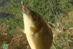 驚蟄前后可以夜釣鯉魚嗎？驚蟄前后釣魚技巧