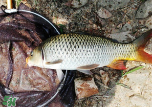 驚蟄前后可以夜釣鯉魚嗎？驚蟄前后釣魚技巧