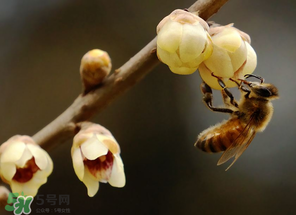 驚蟄過后一周會(huì)下雨嗎？驚蟄下雨好嗎？