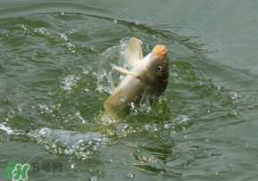 驚蟄過后好釣魚嗎？驚蟄后陰雨天好釣魚嗎？