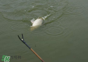 驚蟄過后好釣魚嗎？驚蟄后陰雨天好釣魚嗎？