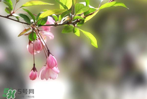 春分開(kāi)什么花？春分什么花開(kāi)？