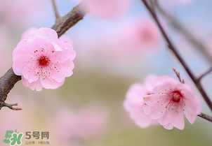 春分開(kāi)什么花？春分什么花開(kāi)？