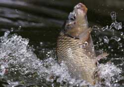 驚蟄過后好釣魚嗎？驚蟄后陰雨天好釣魚嗎？