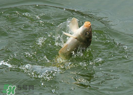 三月份釣鯉魚好釣嗎？3月份釣鯉魚用什么好？