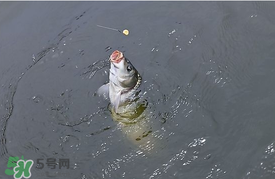 三月份釣鯉魚好釣嗎？3月份釣鯉魚用什么好？