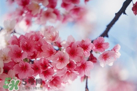 桃花酒如何釀制？桃花酒的制作方法