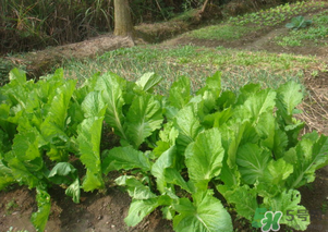 芥菜能和雞肉一起吃嗎？芥菜與雞肉同吃會中毒嗎？