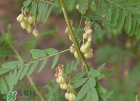 春天能吃黃芪嗎？春天吃黃芪好嗎？