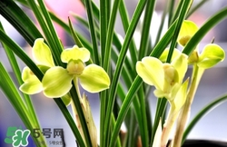 蘭花怎么養(yǎng)？蘭花怎么種？