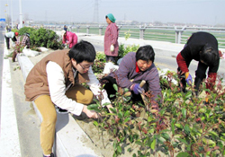 植樹節可以種什么植物？植樹節種什么植物好？