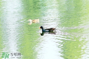 初夏養生 初夏養生小常識