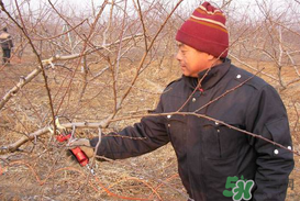 春天桃樹能剪枝嗎？桃樹春季什么時間剪枝？