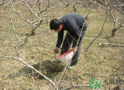 桃樹春天什么時候澆水？桃樹什么時候澆水？