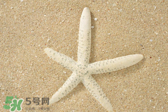 海星怎么吃？海星能吃嗎？