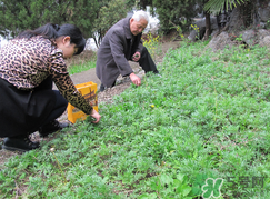 蒿子怎么保存？蒿子能放速凍保存嗎？