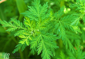 青蒿是什么植物？青蒿是種子植物還是裸子植物？