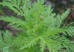 青蒿是什么植物？青蒿是種子植物還是裸子植物？