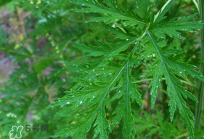 青蒿是什么植物？青蒿是種子植物還是裸子植物？