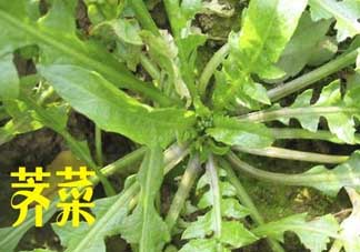 薺菜和狗肉能一起吃嗎？狗肉跟薺菜可以同食嗎？