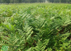 蕨菜可以種植嗎？蕨菜怎么種植？