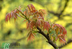 香椿多少錢一斤？香椿芽多少錢一斤2017？