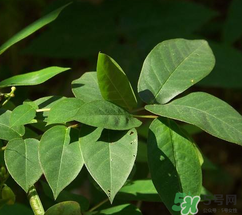 白花菜有什么功效？白花菜的功效是什么？