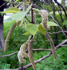 蒸構樹花兒的功效 蒸構樹花兒有什么功效？